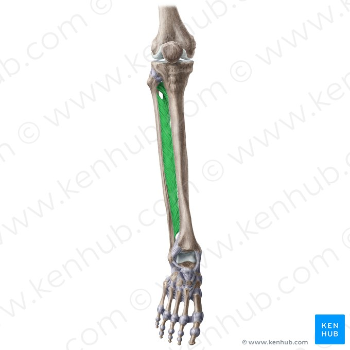 <ul><li><p>A type of <strong><em><u>fibrous joint</u></em></strong>, specifically classified as a <strong><em><u><mark data-color="yellow" style="background-color: yellow; color: inherit;">syndesmosis</mark></u></em></strong></p></li><li><p>A <strong><em><u>substantial sheet</u></em></strong> of fibrous connective tissue that binds neighboring long bones </p></li></ul><p>→ permits slight movement </p><ul><li><p>Allows more surface area for the attachment of muscles </p></li><li><p>Ex. Between the radius &amp; ulna + between the tibia &amp; fibula </p></li></ul><p></p>