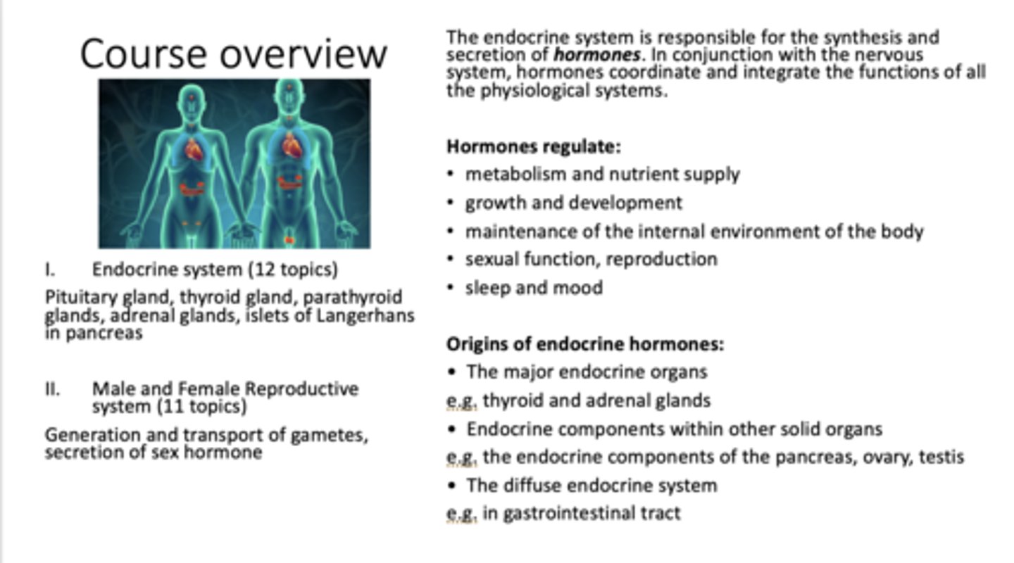 <p>Hormones</p>