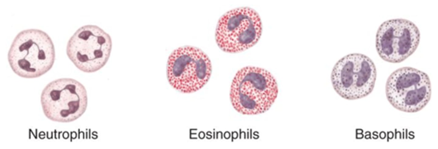 <p>Neutrophils, eosinophils, basophils</p><p>PHILLED (filled) with granules (enzymes)</p>