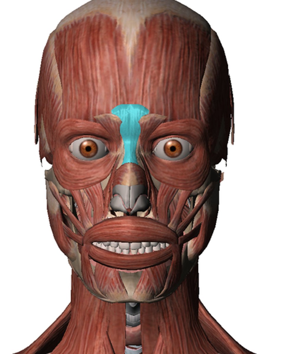 <p>origin: bridge of nose</p><p>insertion: frontalis</p><p>action: creates horizontal wrinkles between eyes (frowning)</p>