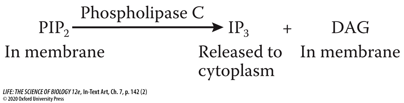 <p>An intracellular second messenger derived from membrane phospholipids (specifically PIP₂).</p>