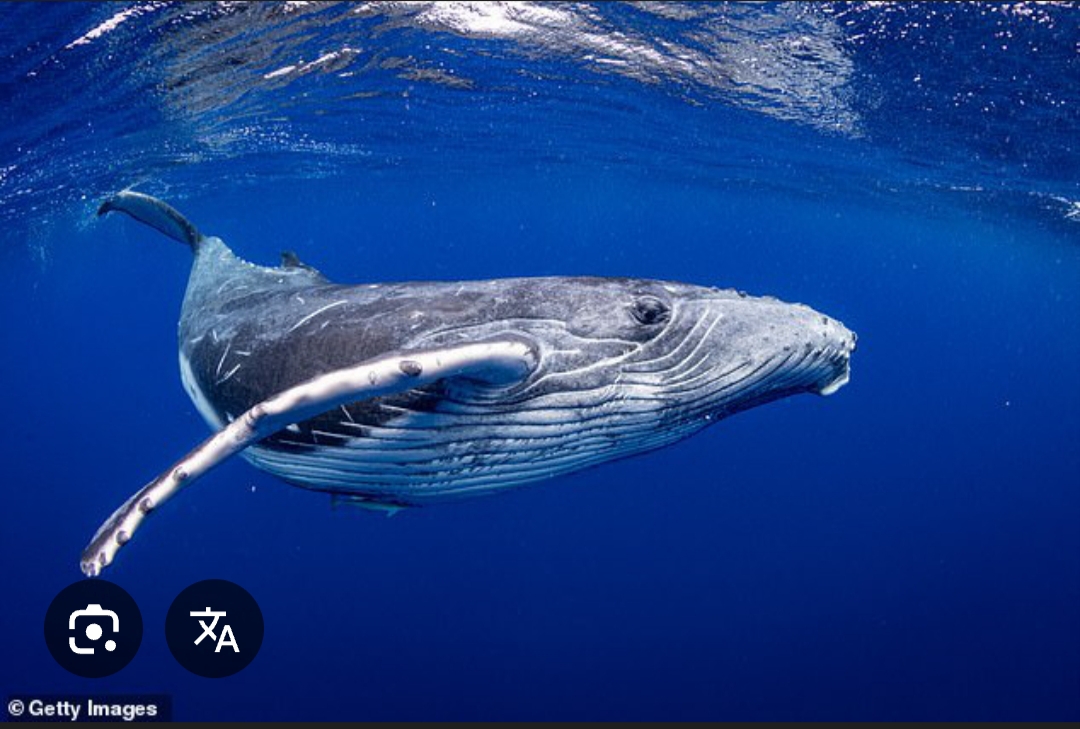 <p>whale</p>