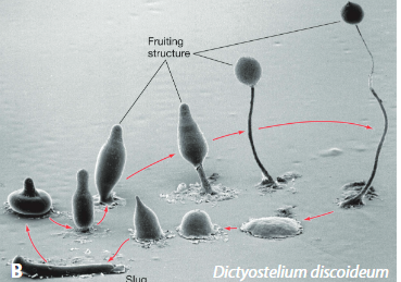 <ul><li><p>slugs are aggregations of cells that travel to a new location</p></li><li><p>slugs eventually form a fruiting body that sexually reproduces</p><ul><li><p>in response to low nutrients</p></li></ul></li></ul>