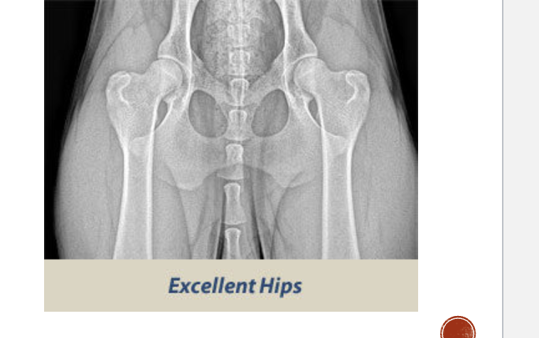 <p>OFA normal classification </p>