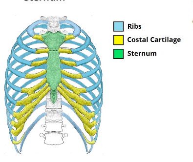 <p><span>The corresponding costal cartilage.</span></p>