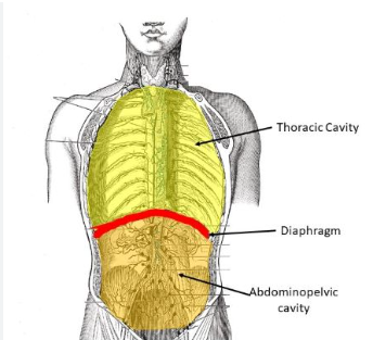 <p>Where the heart and lungs (protected by the ribcage) are housed. </p>