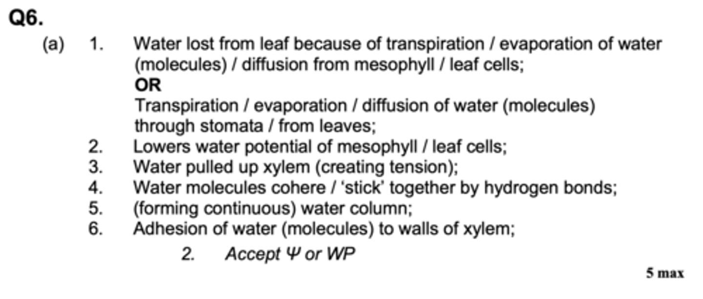 <p>- Water lost from leaf because of transpiration</p><p>- Lowers WP of mesophyll cells</p><p>- Water pulled up xylem creating tension</p><p>- Water molecules cohere by hydrogen bonds</p><p>- forming continuous water column</p><p>- Adhesion of water molecules to walls of xylem</p>