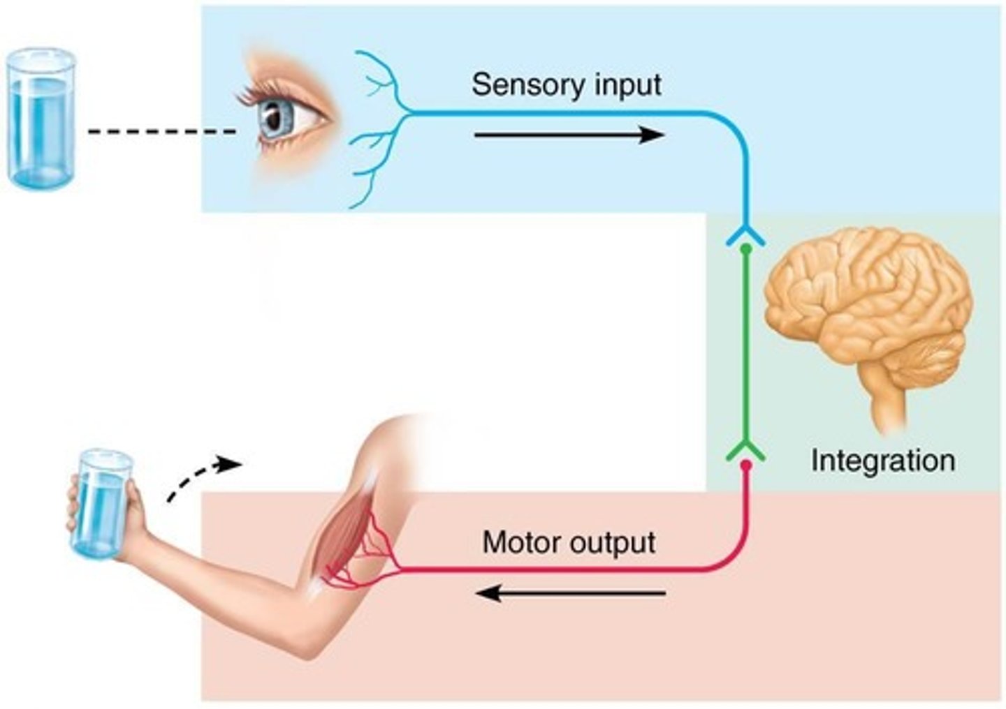 <p>1. Sensory input: Information gathered by sensory receptors about internal and external changes. 2. Integration: Processing and interpretation of sensory input. 3. Motor output: Activation of effector organs (muscles and glands) produces a response.</p>