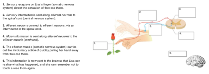 <p>Unconscious Responses</p>