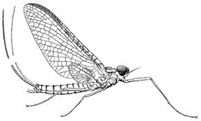 <p>Three long tail filaments, two pairs of membranous wings (4 wings, forewings are large, triangular, other wings are tiny triangular), one in front and one behind but both in same place, Class Insecta, Mayfly</p>