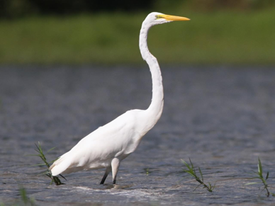 <p>Great Egret</p>