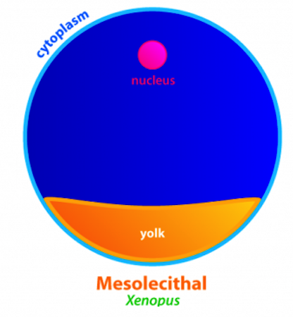 <ul><li><p>Eggs containing moderate amount of yolk</p></li><li><p>e.g. freshwater lampreys, some fishes and amphibians, basal bony fish, dipnoids</p></li></ul>