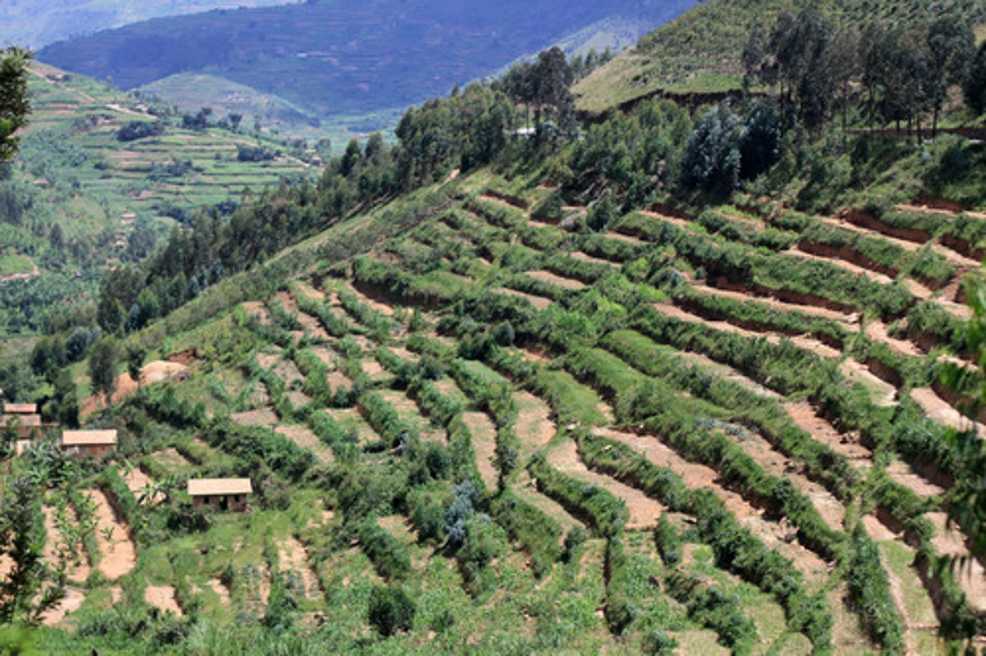 <p>a farming system that is in the form of steps going up a mountain</p>
