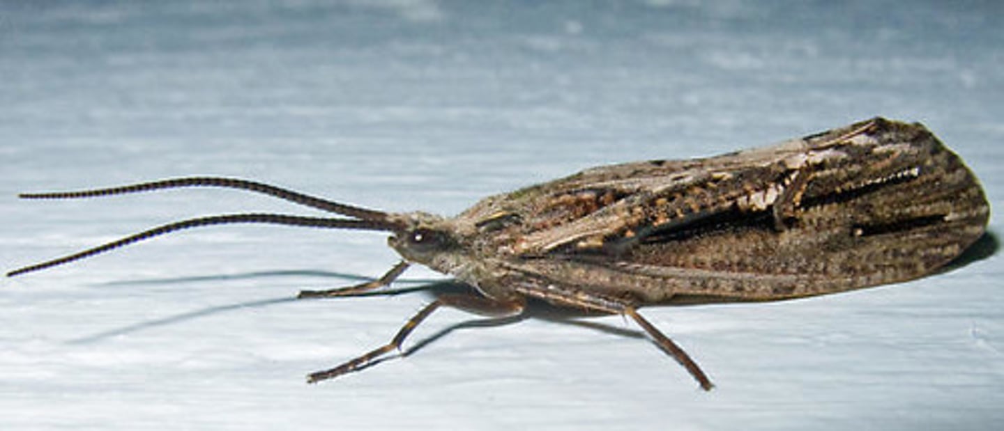 <p>Class 1 pollution sensitive. Adult caddisfly is medium-sized insect with membranous, hairy wings, which are held in a tent-wise fashion when insect is at rest. The antennae are fairly long. They are models for artificial fishing flies for fly fishing in trout streams. Useful as bioindicators (of good water quality), since they are sensitive to water pollution, and are large enough to be assessed conveniently in the field. Together with stoneflies and mayflies, they feature importantly in bioassessment surveys of streams and other water bodies. Most adults have short lives during which they do not feed.</p>