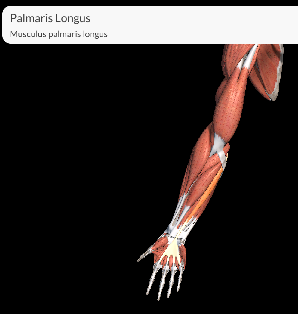 <p>Palmaris Longus Muscle</p>