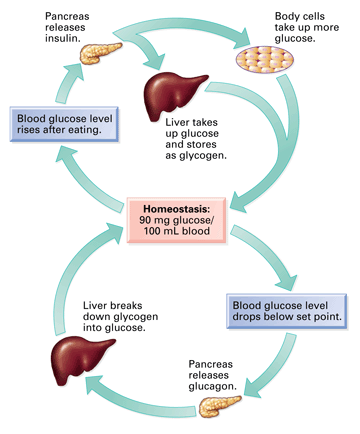 <p>Increased sugar consumption leads to elevated blood glucose, triggering insulin release, which helps lower blood sugar levels. This process may be impaired in diabetes. </p>