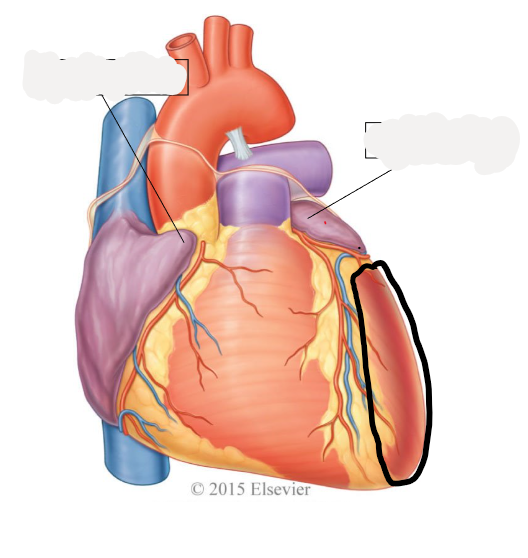 <p>discharges oxygenated blood into systemic circuit via aorta, ascending aorta, aortic arch, descending aorta</p>