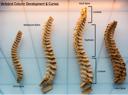 <p> notochord becomes segmented during development to form this column. it consists of segmented vertebrae</p>