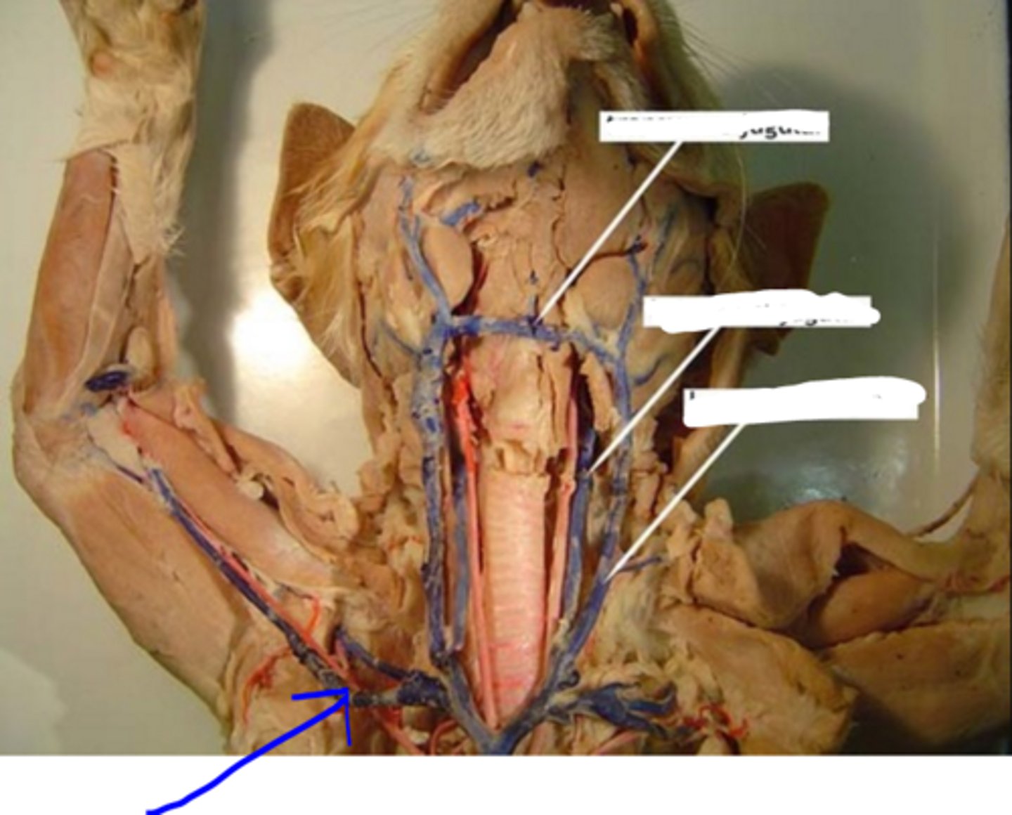knowt flashcard image