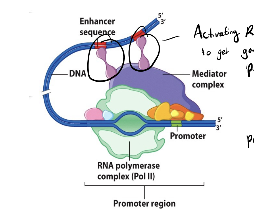 <p>determine how efficiently (and therefore frequently) a transcriptional initiation complex forms and successfully escapes the promoter</p>