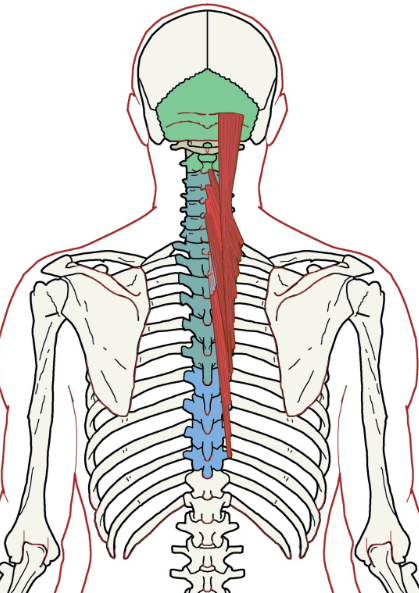 <p>Transversospinalis (Semispinalis) </p>