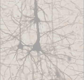 <p>more detailed; stains entire neuron but not all neurons</p>