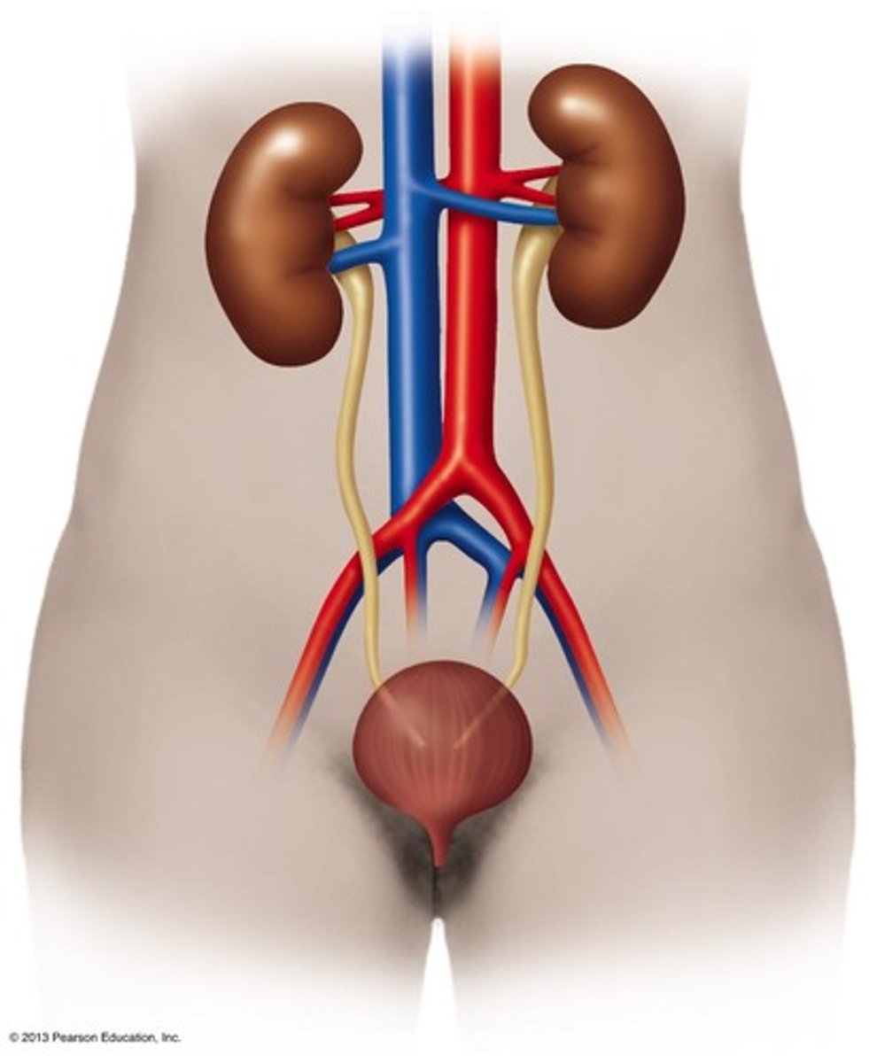 <p>Kidneys, ureters, urinary bladder, and urethra.</p>