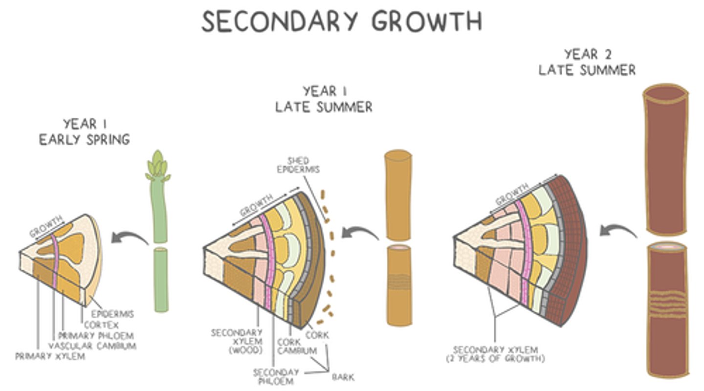 <p>secondary growth</p>