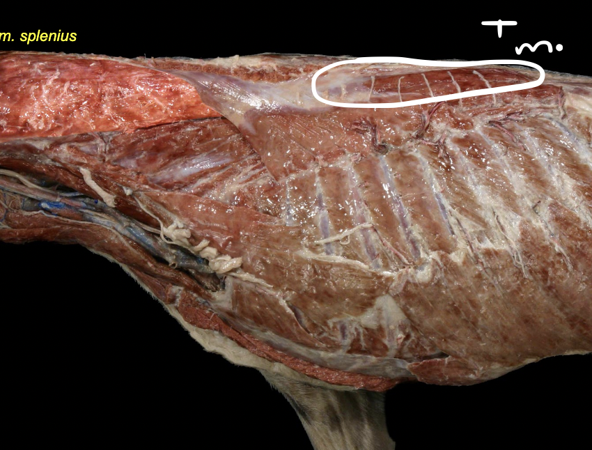 <p>most dorsal group</p><p>short muscles spanning b/w neighboring vertebrae</p><p>included splenius m.</p>