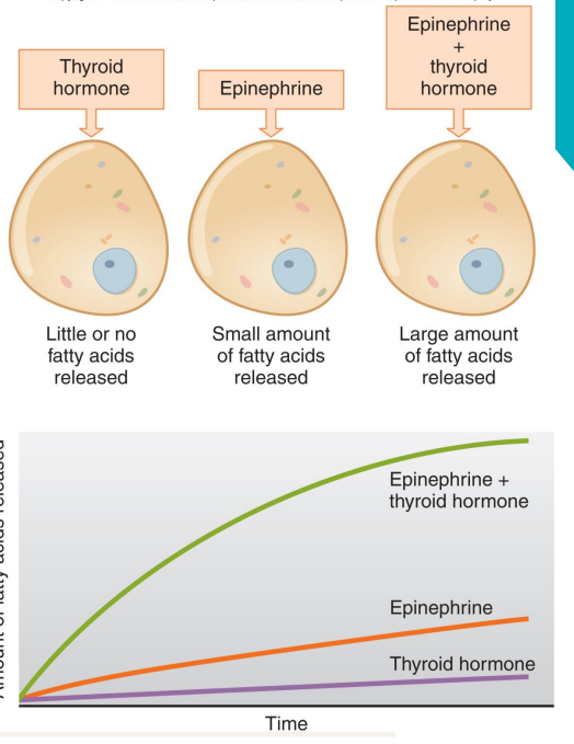 <p>How much fatty acids get released in the thyroid?</p>