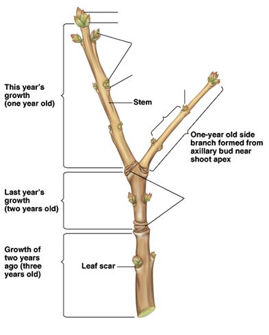 <p>Anatomy of Twig </p>