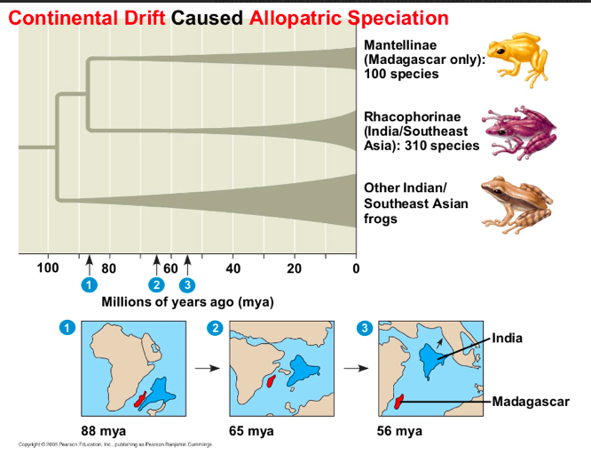 <p>interrupted or macroevolution is the cumulative effect of many speciation and extinction events</p>