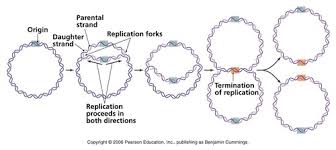 <p><span><span>DNA Replication in Prokaryotes</span></span></p>