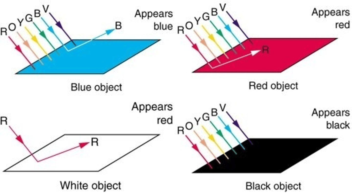 <p>Absorb all wavelengths of light</p>