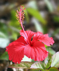 <p>Hibiscus</p>