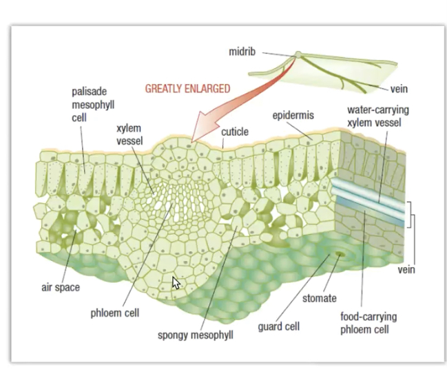knowt flashcard image