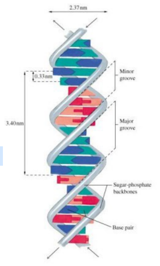 <ul><li><p>The helix forms due to forces between the bases of adjacent nucleotides.</p></li><li><p>The helix forms major &amp; minor grooves.</p></li><li><p>In an aqueous environment, the grooves are filled with water molecules.</p></li></ul>