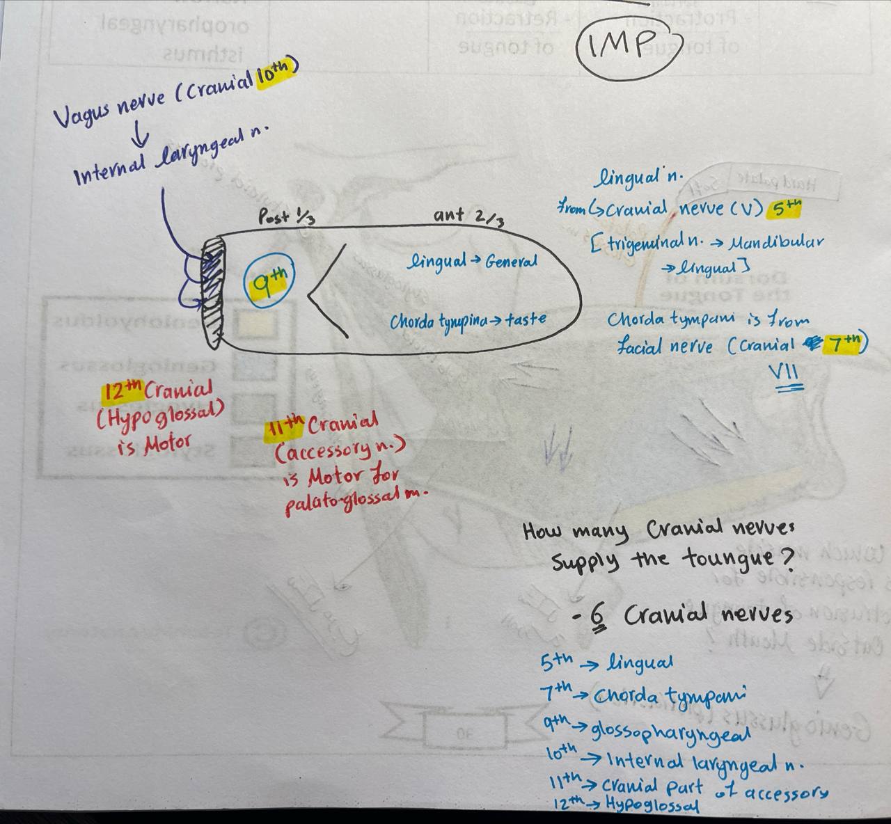 <p>6 cranial nerves</p><ul><li><p>5th trigeminal ( for lingual nerve)</p></li><li><p>7th facial (for chorda tympina)</p></li><li><p>9th glossopharyngeal</p></li><li><p>10th vagus (for interal laryngeal n)</p></li><li><p>11th accessory (cranial part )</p></li></ul><p></p>