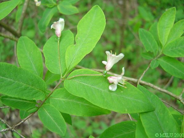 <p><span>zimolez černý&nbsp;&nbsp;&nbsp;</span></p>