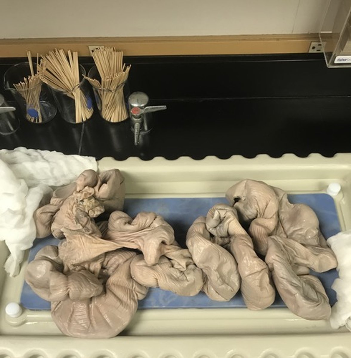 <p>Name the specimen</p>