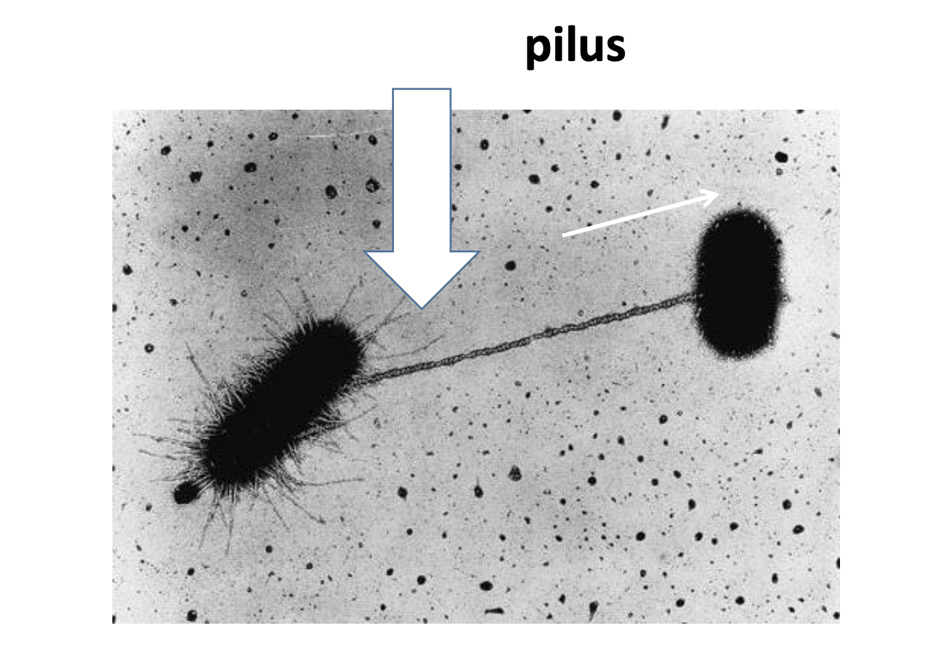 <p>Process by which bacteria can transfer genetic material to each other by direct contact, using a pilus</p>