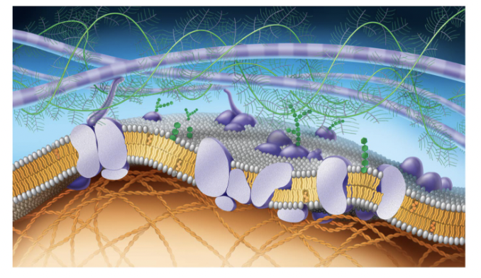 <p>purple long tubes at top</p>