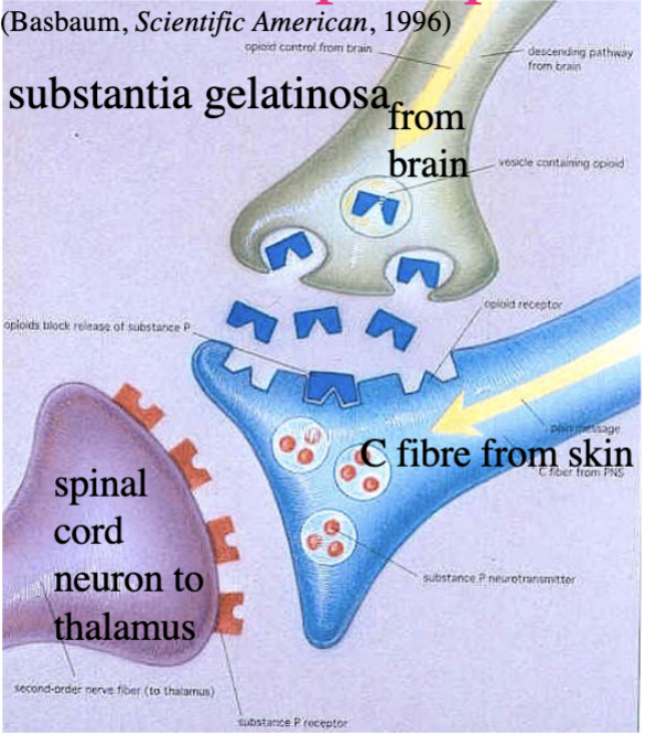 <p>synapse in substantia gelatinosa</p><ul><li><p>neuron from brain + C fibre from skin + spinal cord neuron to thalamus</p></li><li><p>C fibre transmits signals to brain dendrites an releases nt substance P</p></li><li><p>substance P membrane receptors are on spinal cord neuron (why athlete’s don’t notice minor injuries for hours)</p></li></ul><p></p>