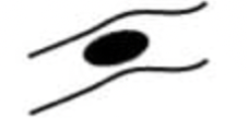<p>identify ridge characteristic </p>