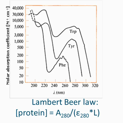 <ul><li><p>Soluble protein: amino acid with aromatic side chain → conjugated system absorbs UV light</p></li><li><p>You can use lambert beer law</p></li></ul><p></p>