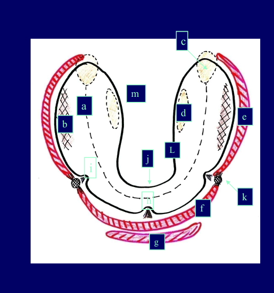 <p>What structures do the labels represent?</p>