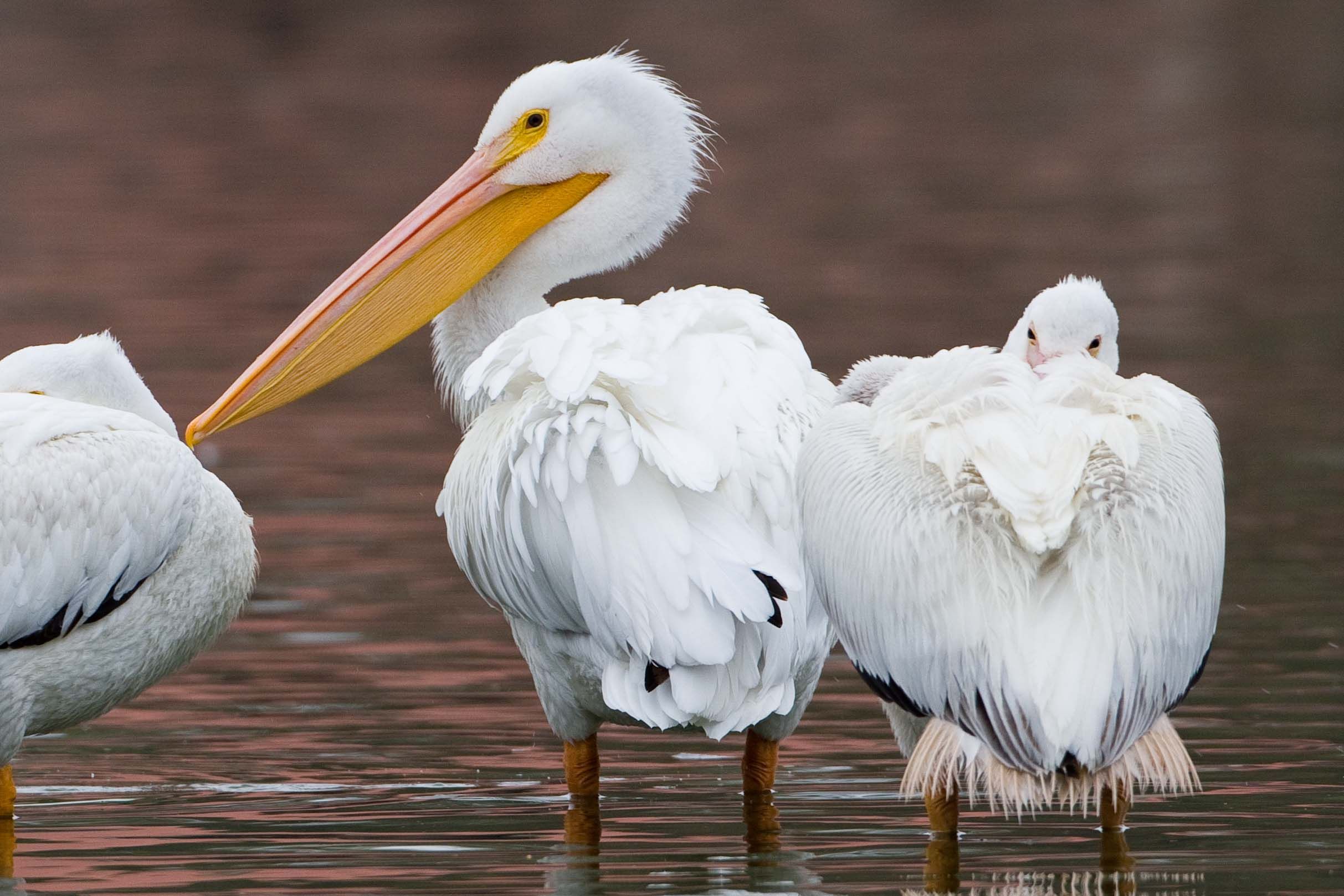 American White Pelican