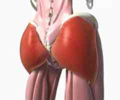 <p>heaviest muscle in body, extends/straightens leg at hip during walking</p>