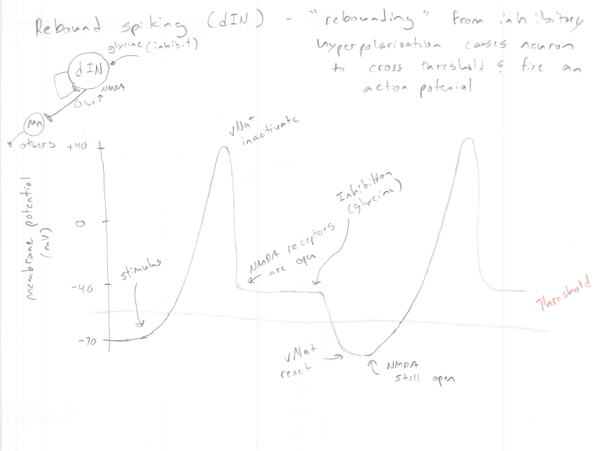 <p>What is Re bound spiking? How is it used in swimming?</p>