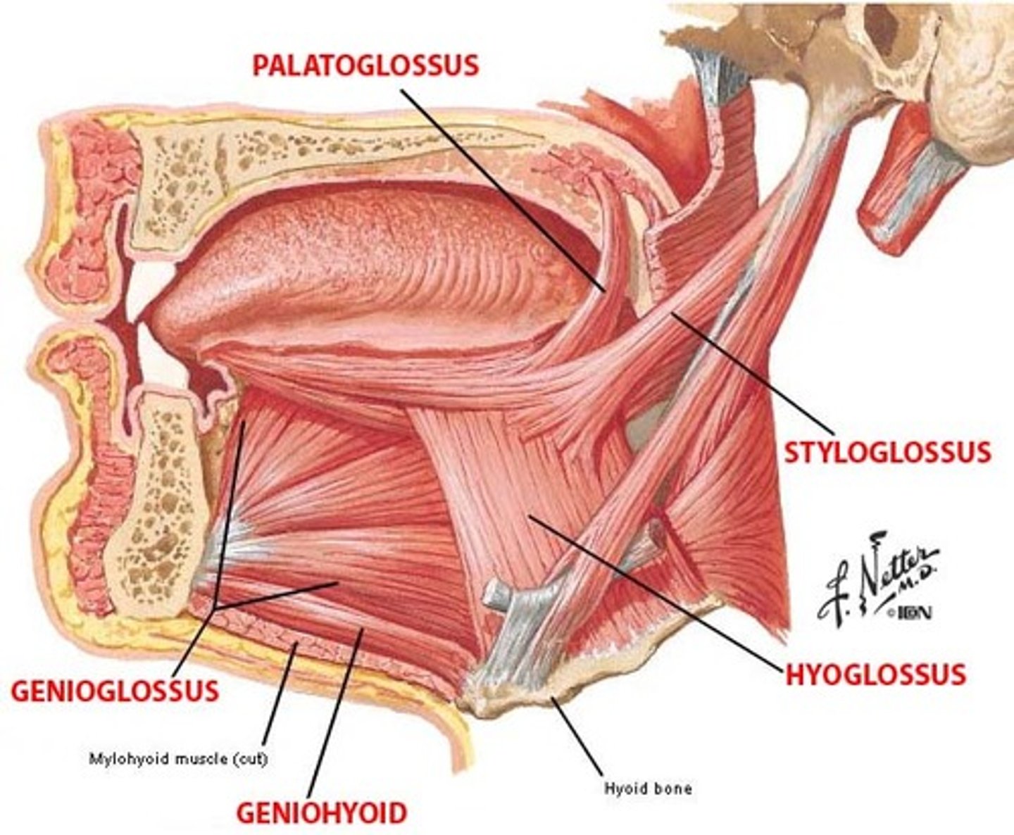 <p>action: depresses and protrudes tongueinnervation: CN XII (hypoglossal)</p>